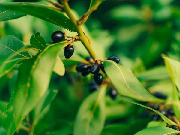 Листья лаврового дерева и ягоды. Лорельский лист в дикой природе — стоковое фото