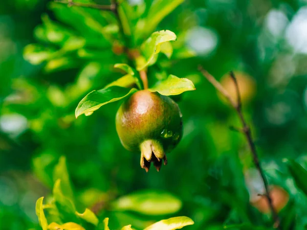 Roter reifer Granatapfel auf dem Baum. Granatapfelbäume in montenegr — Stockfoto