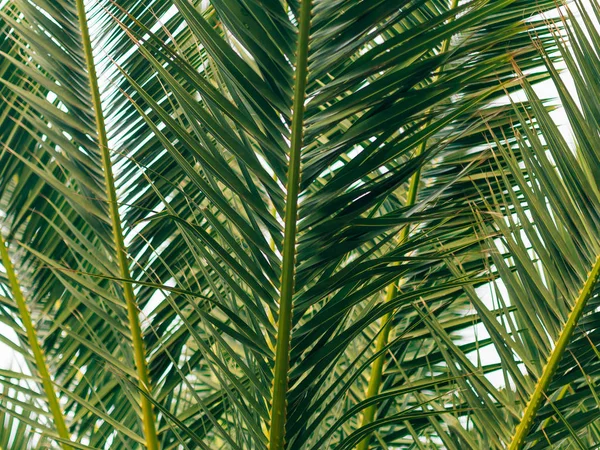 Um ramo de uma palmeira close-up — Fotografia de Stock