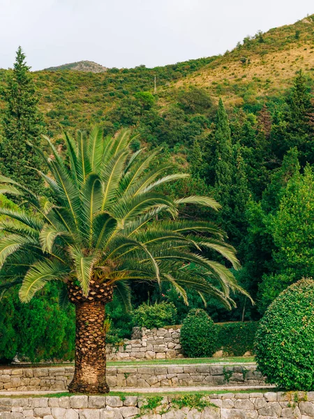 Palmiye ağacı. Karadağ'daki tarihi ağaç. — Stok fotoğraf