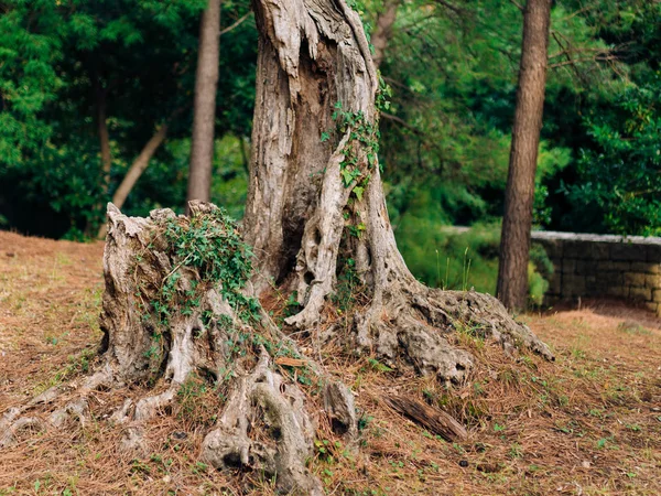 Árvore de oliveira. Azeitonas e jardins — Fotografia de Stock