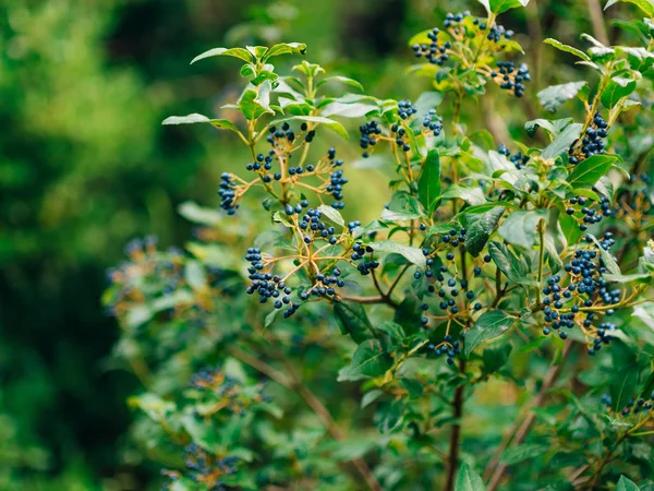 Rama de sambucus en el árbol. Bayas azules —  Fotos de Stock