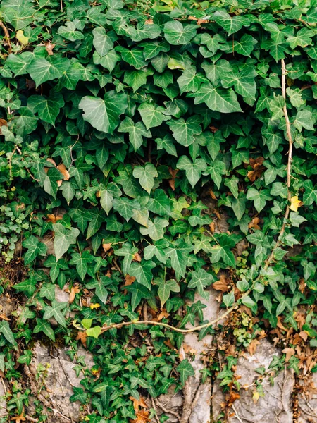 Ağaçlar Ivy ile büyümüş. Yabani bitkilerin doku — Stok fotoğraf