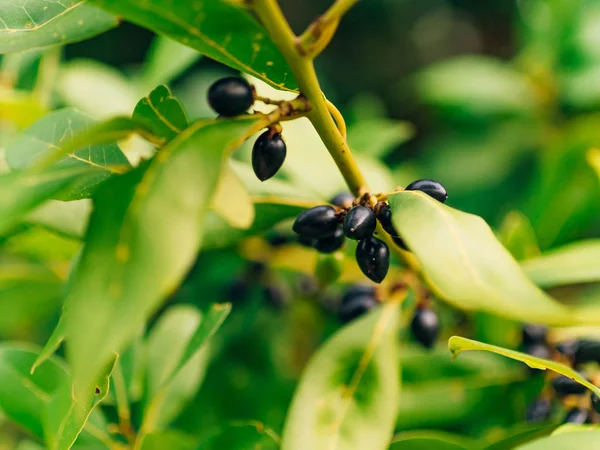 Leaves of laurel and berries on a tree. Laurel leaf in the wild