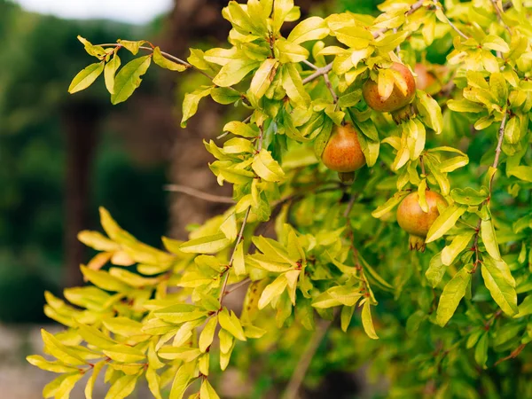 Melograno rosso maturo sull'albero. Melograni in Montenegr — Foto Stock