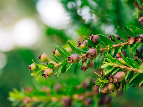 Bagas de buxo selvagem em uma árvore, close-up. Plantas de Montenegr — Fotografia de Stock