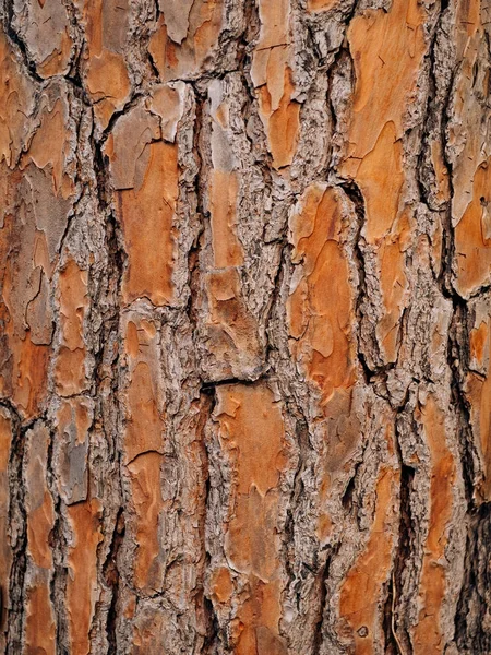 Υφή του φλοιού του δέντρου στο δάσος — Φωτογραφία Αρχείου