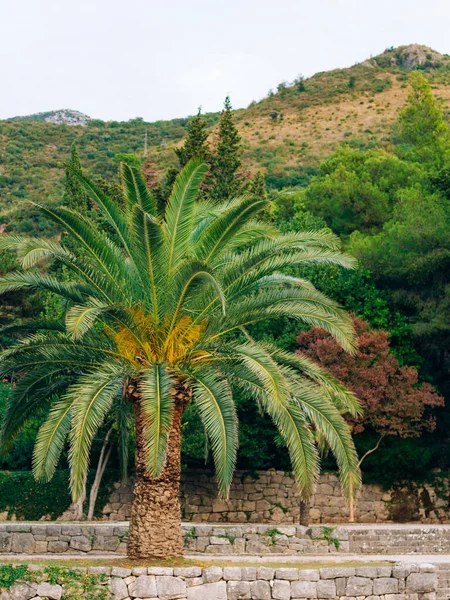 Palmiye ağacı. Karadağ'daki tarihi ağaç. — Stok fotoğraf