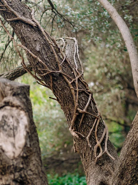 Textura de corteza de árbol en el bosque — Foto de Stock