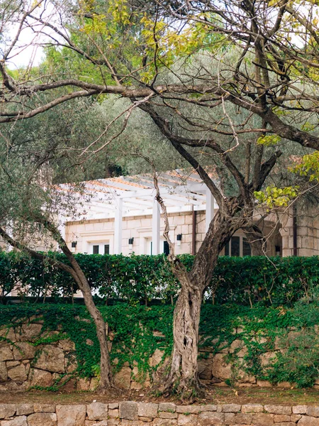 橄榄树。橄榄树园林和花园 — 图库照片