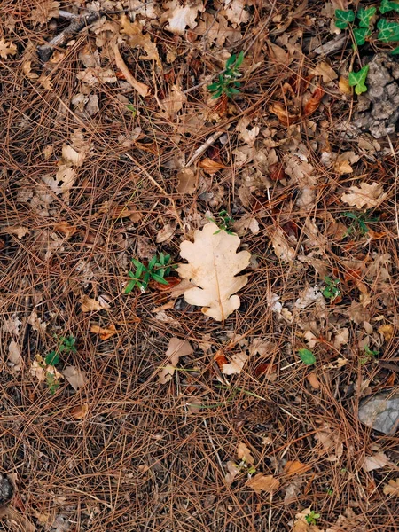 Textura de hojas de otoño. Hoja de roble amarillo en el suelo en — Foto de Stock