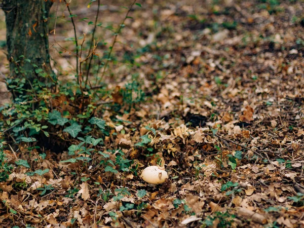 Svampar i skog svamp — Stockfoto