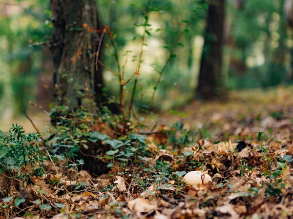 Champignons dans la forêt champignons — Photo