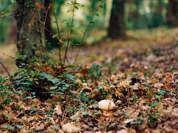 Грибы в лесных грибах — стоковое фото