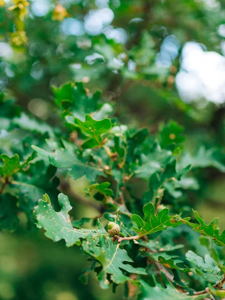 Foglie verdi di quercia e ghiande — Foto Stock