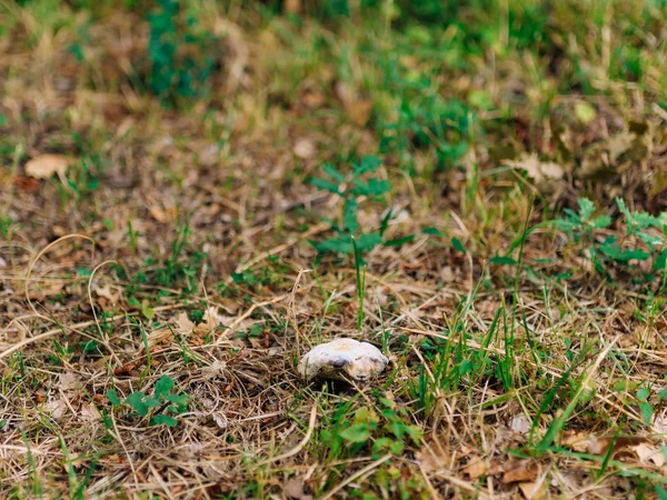 Trufa Champiñón en el bosque — Foto de Stock