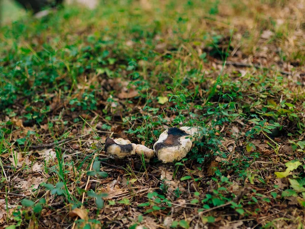 Грибы трюфелей в лесу — стоковое фото