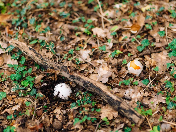 Редкие грибы в лесу на траве. Аманита-Кесария — стоковое фото