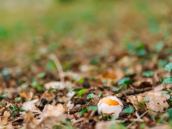 Champignon rare dans les bois dans l'herbe. Amanita Césarée, Kesar — Photo