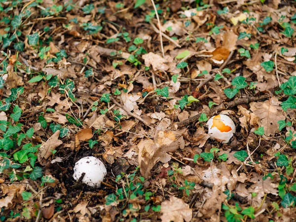 Seta rara en el bosque en la hierba. Amanita Caesarea, Kesar — Foto de Stock