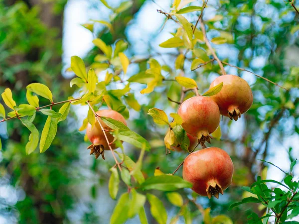 Roter reifer Granatapfel auf dem Baum. Granatapfelbäume in montenegr — Stockfoto