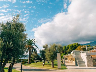 Palmiye ağacı. Karadağ'daki tarihi ağaç.