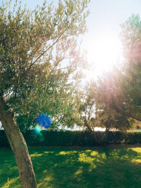 Zeytin dalı ile yaprakları yakın çekim. Zeytin bahçeleri ve bahçelerde M