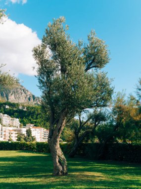 Zeytin ağacı. Zeytin bahçeleri ve bahçeler