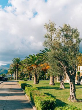 Zeytin ağacı. Zeytin bahçeleri ve bahçeler