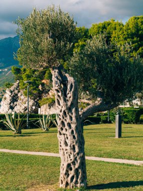 Zeytin ağacı. Zeytin bahçeleri ve bahçeler