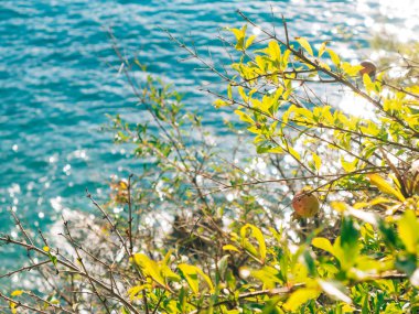 Kırmızı olgun nar ağacı üzerinde. Montenegr nar ağaçları