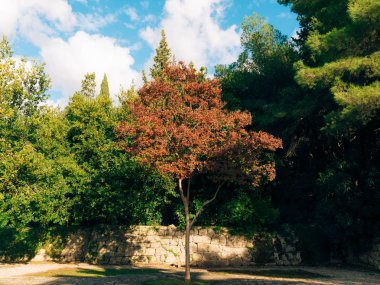 Ağaçtaki kırmızı çiçekler