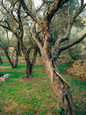 Zeytin bahçeleri ve bahçeleri Karadağ