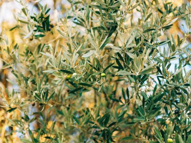 Meyve ile zeytin dalı. Zeytin bahçeleri ve bahçeleri Karadağ