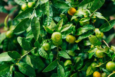 Ağaç üzerinde bir mandalina olgunlaşma. Karadağ mandalina ağaçları. Ho