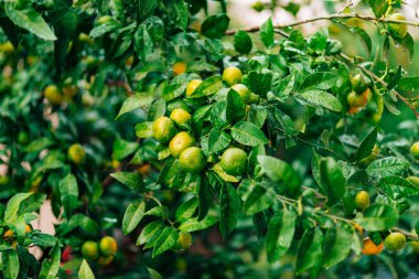Ağaç üzerinde bir mandalina olgunlaşma. Karadağ mandalina ağaçları. Ho