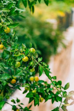 Ağaç üzerinde bir mandalina olgunlaşma. Karadağ mandalina ağaçları. Ho