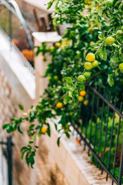 Ağaç üzerinde bir mandalina olgunlaşma. Karadağ mandalina ağaçları. Ho