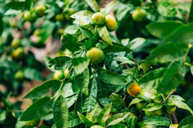 Ağaç üzerinde bir mandalina olgunlaşma. Karadağ mandalina ağaçları. Ho