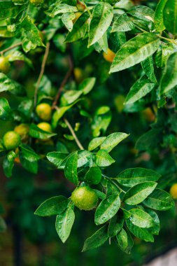 Ağaç üzerinde bir mandalina olgunlaşma. Karadağ mandalina ağaçları. Ho
