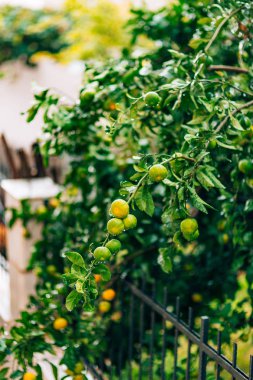 Ağaç üzerinde bir mandalina olgunlaşma. Karadağ mandalina ağaçları. Ho