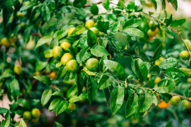 Ağaç üzerinde bir mandalina olgunlaşma. Karadağ mandalina ağaçları. Ho