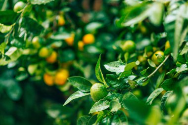 Ağaç üzerinde bir mandalina olgunlaşma. Karadağ mandalina ağaçları. Ho