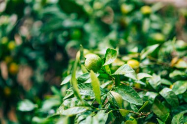 Ağaç üzerinde bir mandalina olgunlaşma. Karadağ mandalina ağaçları. Ho