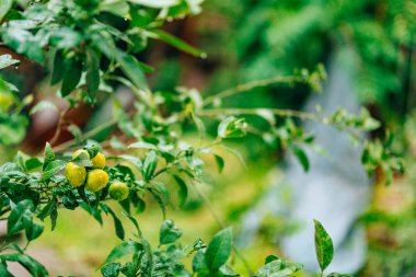 Ağaç üzerinde bir mandalina olgunlaşma. Karadağ mandalina ağaçları. Ho