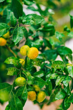 Ağaç üzerinde bir mandalina olgunlaşma. Karadağ mandalina ağaçları. Ho
