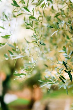 Zeytin dalı ile yaprakları yakın çekim. Zeytin bahçeleri ve bahçelerde M