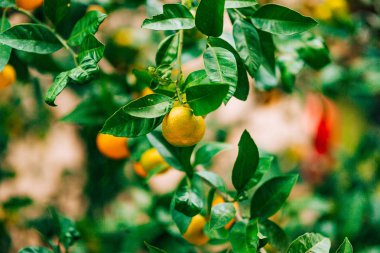 Ağaç üzerinde bir mandalina olgunlaşma. Karadağ mandalina ağaçları. Ho