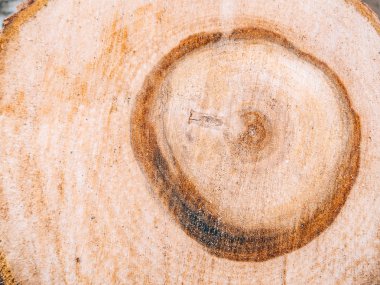 Yakın çekim bir ağaç kesme doku