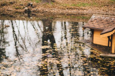 Göldeki vahşi ördekler